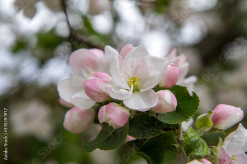 Apple tree  blooming in spring