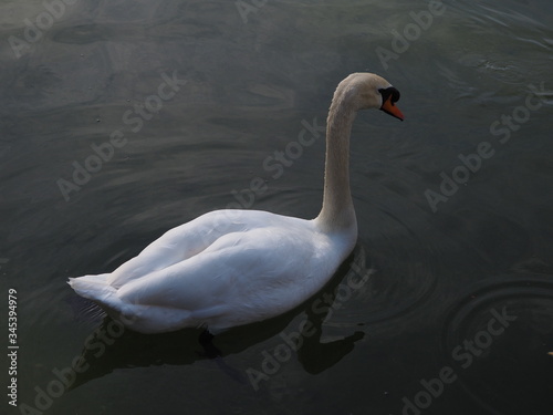 Fototapeta Naklejka Na Ścianę i Meble -  cisne blanco en lago