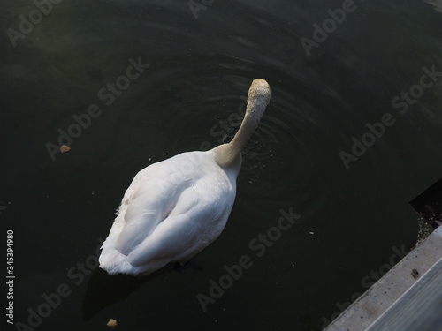 Fototapeta Naklejka Na Ścianę i Meble -  cisne blanco en lago