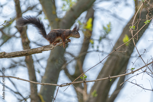 Eichhörnchen vor Absprung vom Ast © Andre