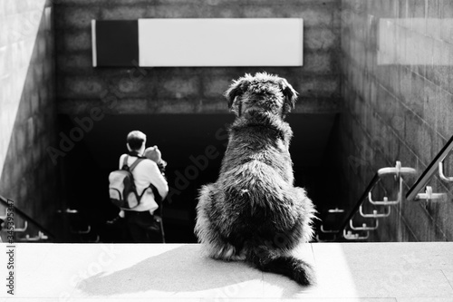 Homeless dog on city street. Abandoned animal. Sad black white photo