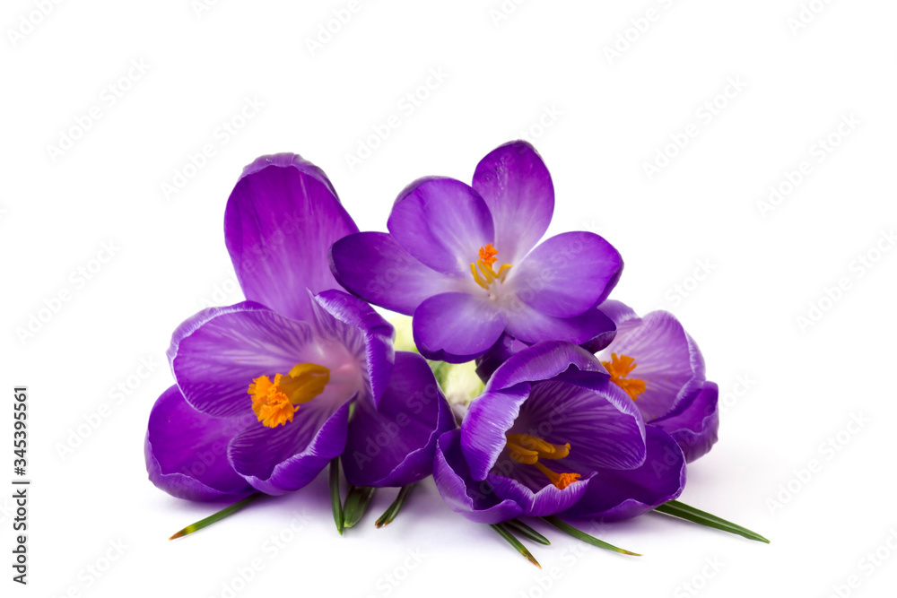 crocus - one of the first spring flowers crocus - one of the first spring flowers