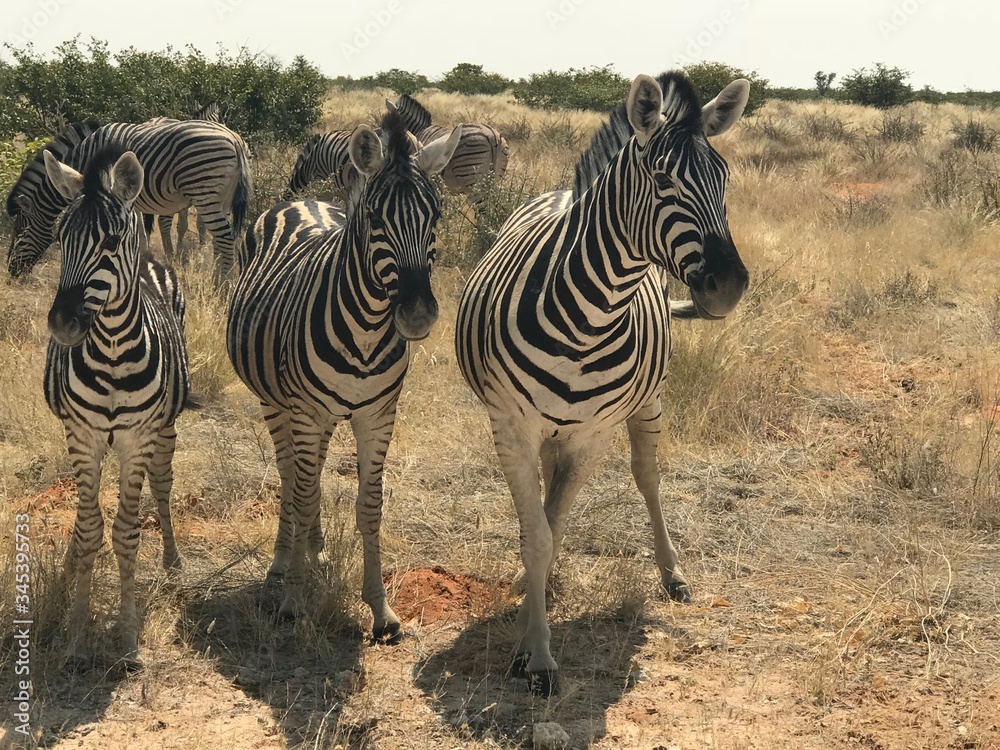 Obraz premium Burchell zebra
