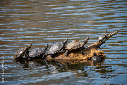 six turtles on log