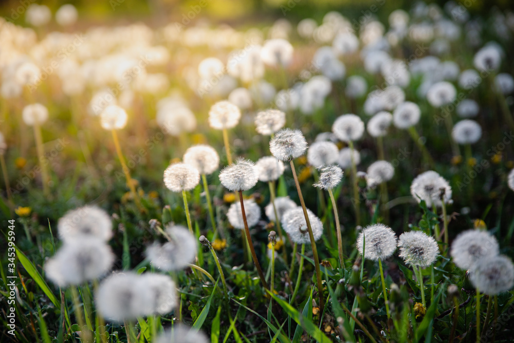 White dandelions on green grass lawn