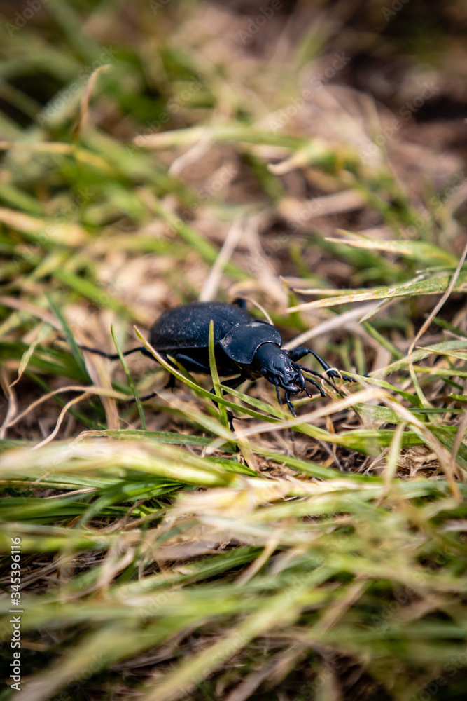 bug in the grass bug in the grass