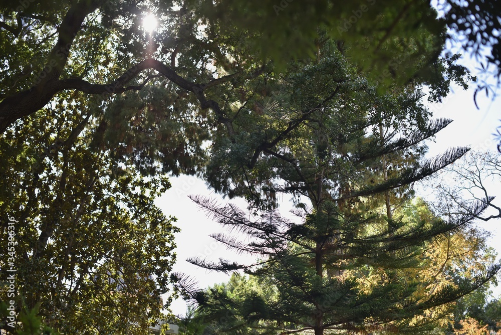 Fototapeta premium Sunlight In deciduous-coniferous Forest in natural park
