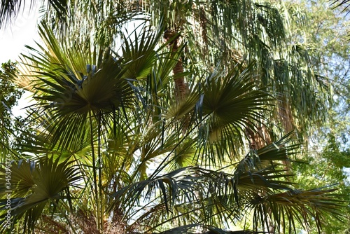 Palm branches close up in tropical park