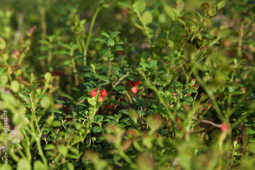 background of red berries of a cowberry on bushes in the forest background of red berries of a cowberry on bushes in the forest