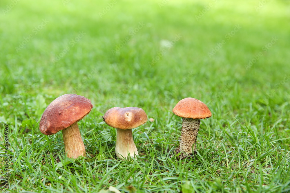 edible mushroom close up in the forest with copy space edible mushroom close up in the forest with copy space