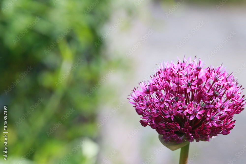 Zierlauch oder Kugellauch (Allium) - Blüte öffnet sich Zierlauch oder Kugellauch (Allium) - Blüte öffnet sich