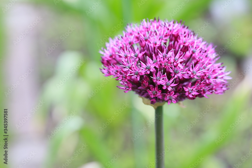 Zierlauch oder Kugellauch (Allium) - Blüte öffnet sich Zierlauch oder Kugellauch (Allium) - Blüte öffnet sich