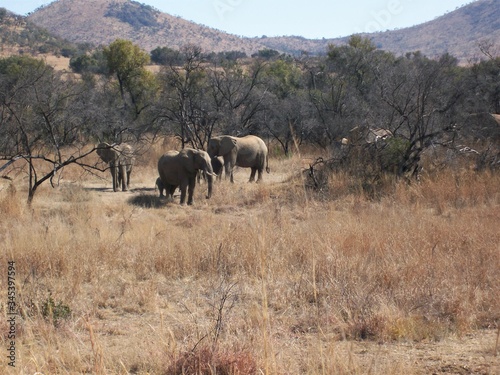 Canvas Print herd of elephants