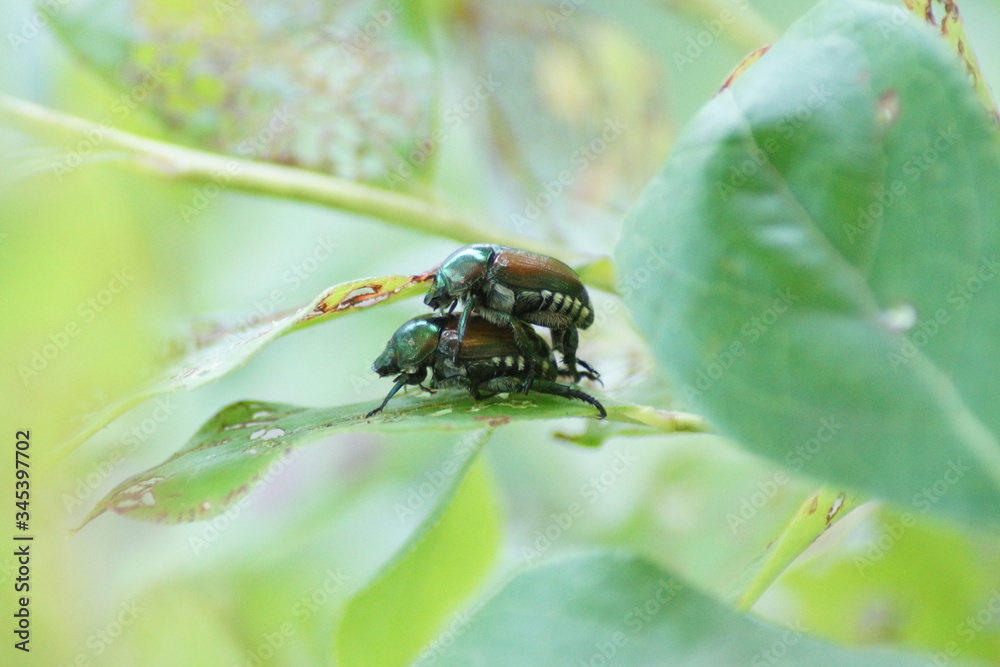 Fototapeta premium beetle on the beetle