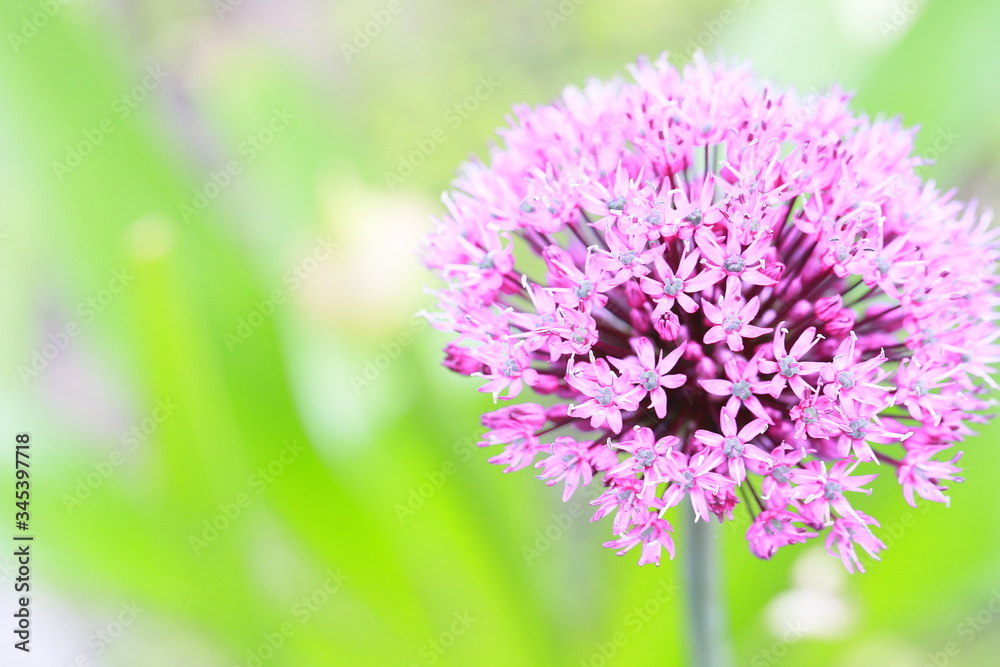 Zierlauch oder Kugellauch (Allium) - Blüte öffnet sich