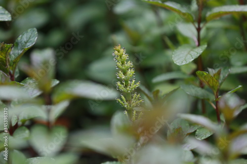 Schachtelhalm im Sommer nach Regen