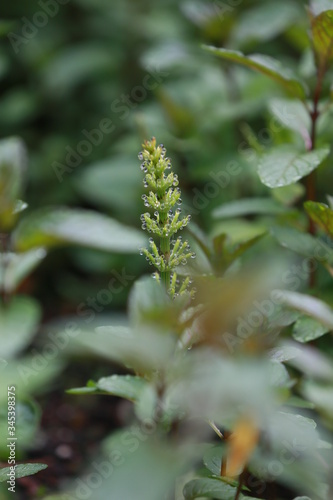 Schachtelhalm im Sommer nach Regen