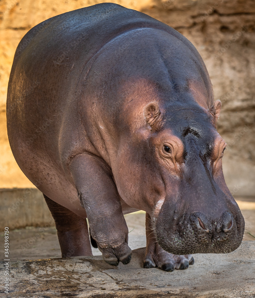 hippopotamus in water