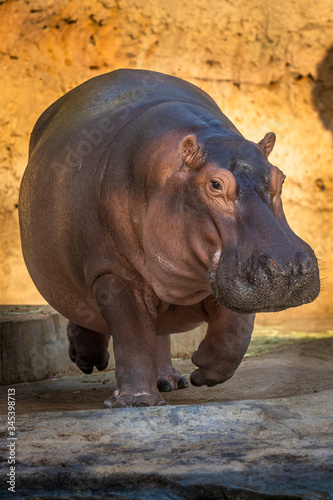 hippopotamus in water al ain zoo united arab emirates