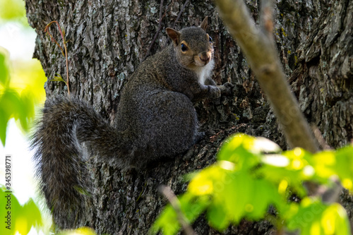 Eastern Grey Squirrel