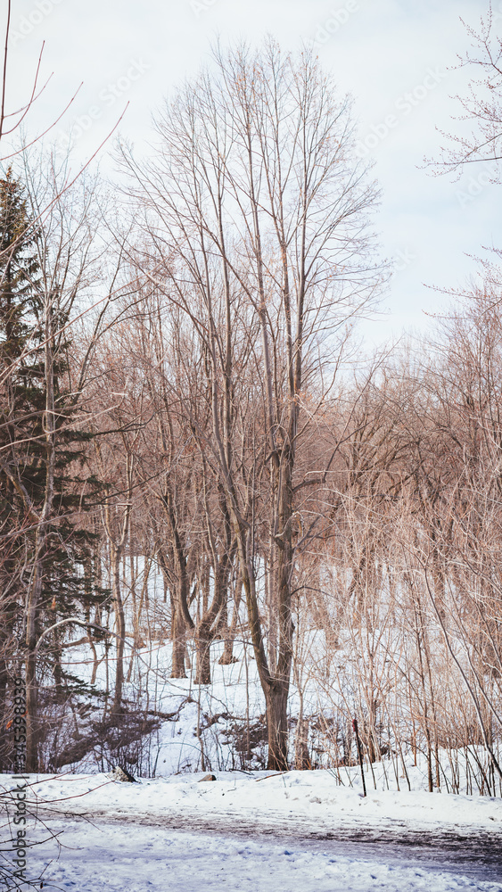 snow covered trees