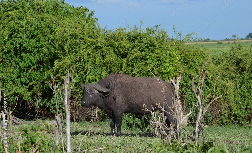 Naklejka premium buffalo in the water
