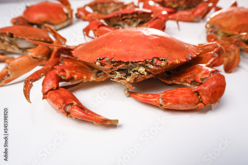 red crab on white background