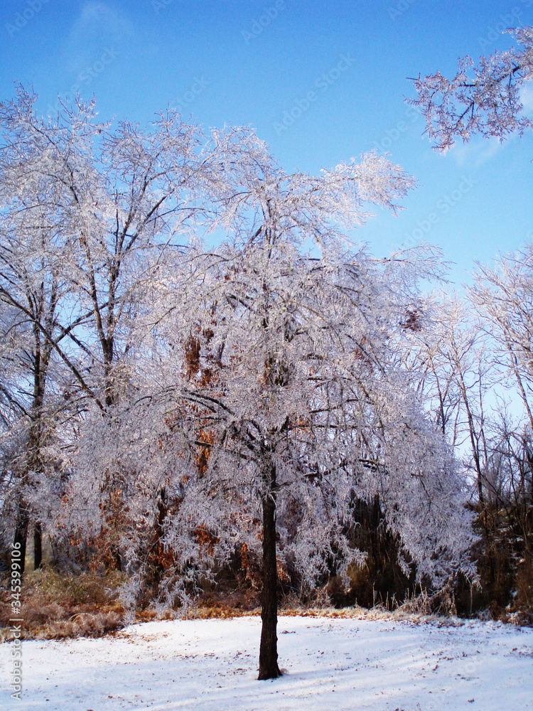 Ice covered tree after a winter storm Ice covered tree after a winter storm