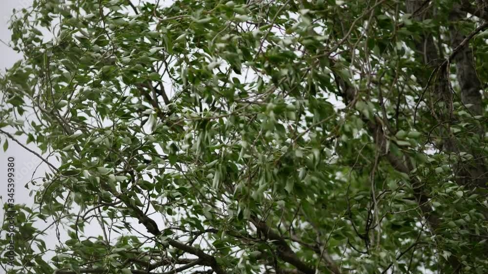 The crown of a tree sways in a strong wind. The leaves tremble under the gusts of a hurricane. The trunk and branches of the tree bend and level under the storm The crown of a tree sways in a strong wind. The leaves tremble under the gusts of a hurricane. The trunk and branches of the tree bend and level under the storm