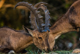 male elk in the mountains al ain zoo united arab emirates