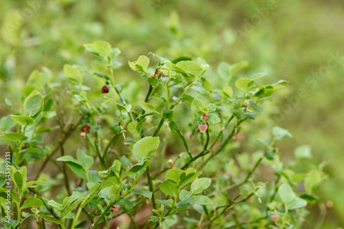 Wild blueberry plant in the forest