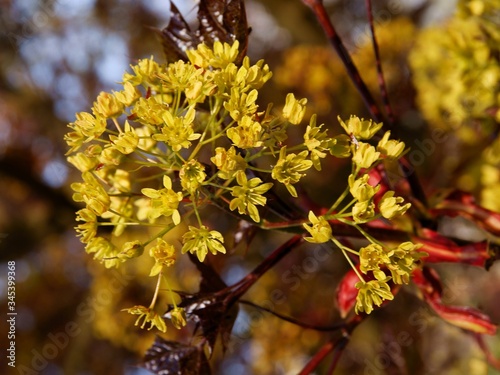 small yellow flowers of maple tree at spring close up © Maria Brzostowska