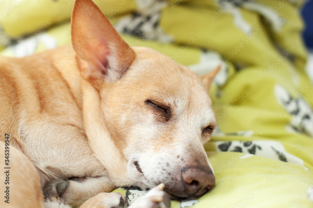 Small cute tired Chihuahua dog resting on bed on a sunny day on blanket. Care for pet. Portrait of dog sleeping morning on couch. Feeling tired or bored. Depression, boring. dog is waiting for owner.	