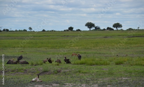 vulture in wild