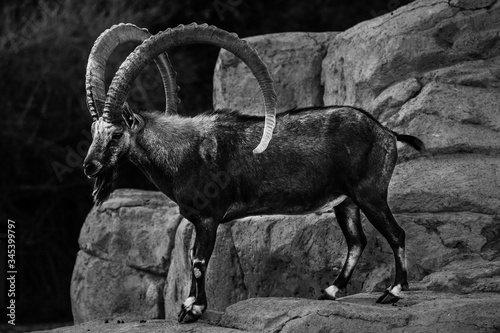 male elk in the mountains al ain zoo united arab emirates photo