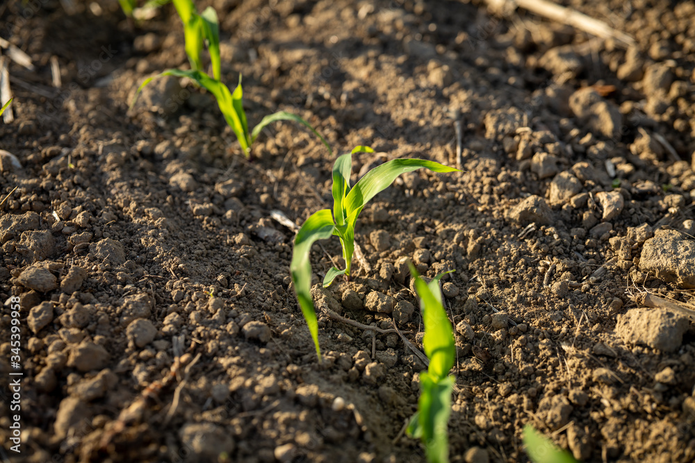 Macro of growing young maize seedling in cultivated agricultural bio corn field on a sunny day. Macro of growing young maize seedling in cultivated agricultural bio corn field on a sunny day.