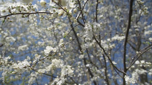 Branches of cherry blossoms. Slow motiom and close-up photo