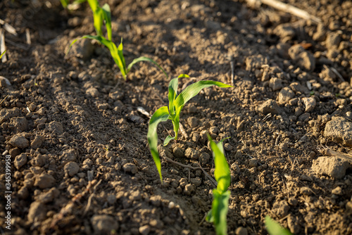 Macro of growing young maize seedling in cultivated agricultural bio corn field on a sunny day.