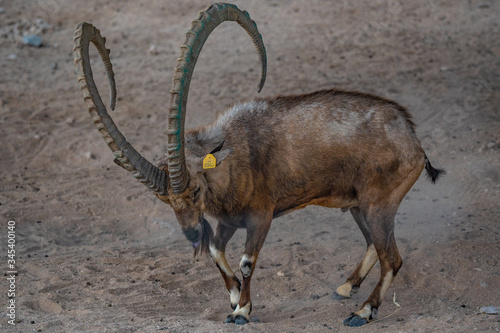 male elk in the mountains al ain zoo united arab emirates photo