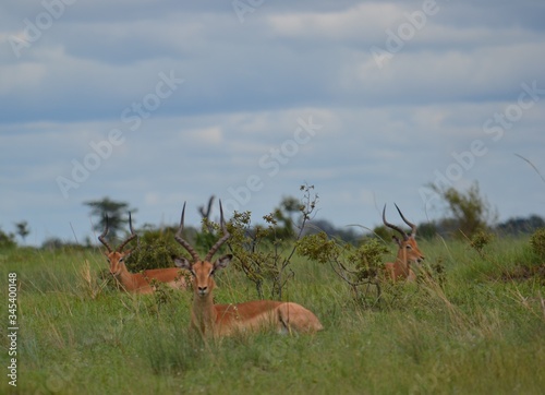 impala in the wild