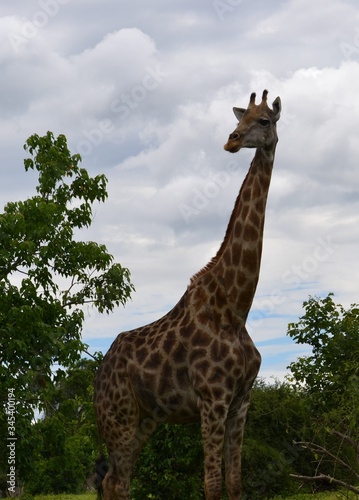 Photography giraffe in the wild
