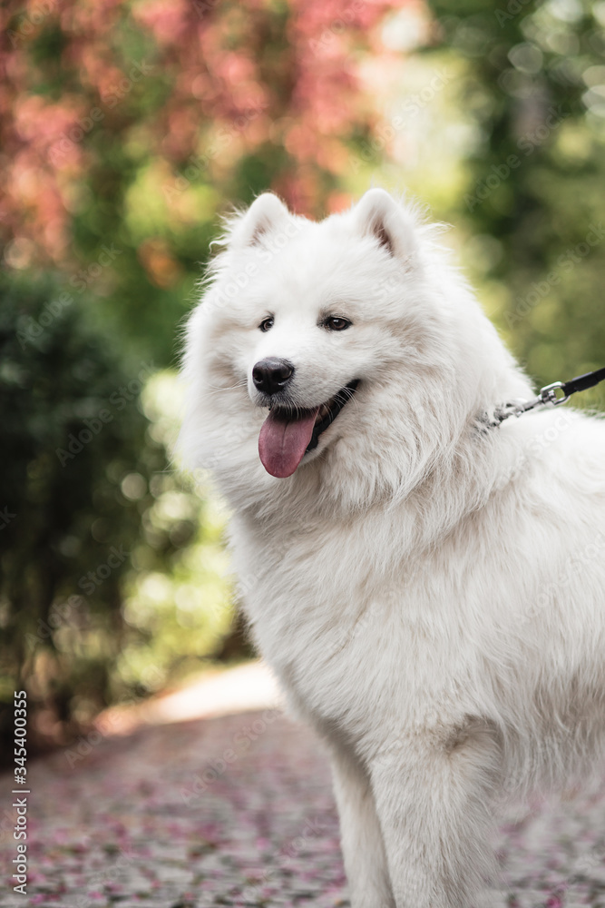 Cute beautiful Samoyed dog in a park with owner outdoors Cute beautiful Samoyed dog in a park with owner outdoors
