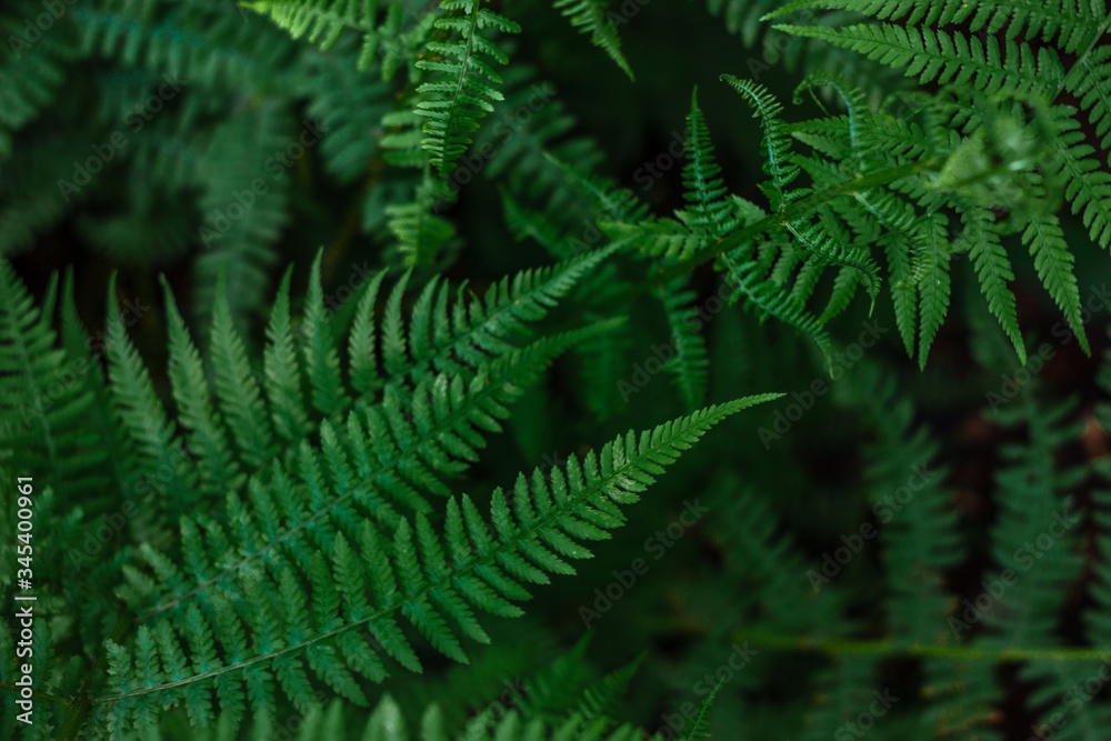 Ferns in the forest. Beautiful background of ferns green foliage leaves. Dense thickets of beautiful growing ferns in the forest. Natural floral fern background on a sunny day Ferns in the forest. Beautiful background of ferns green foliage leaves. Dense thickets of beautiful growing ferns in the forest. Natural floral fern background on a sunny day