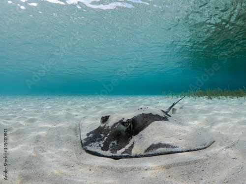 Southern stingray hiding under sand, Bahamas, photo