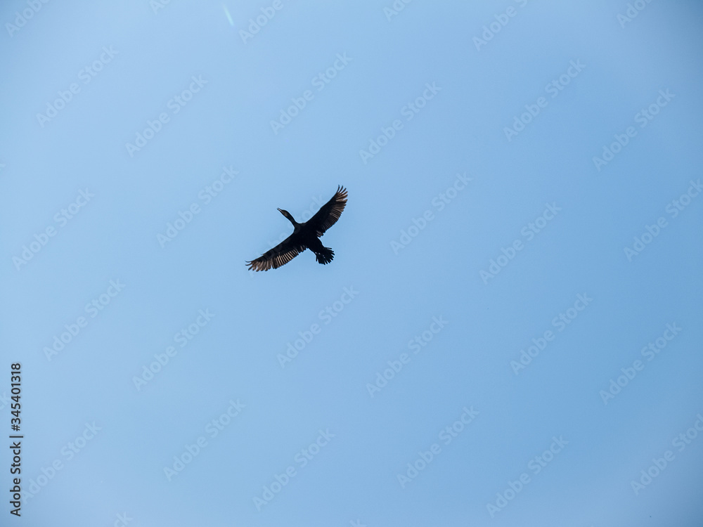 black cormorant flies in the sky black cormorant flies in the sky