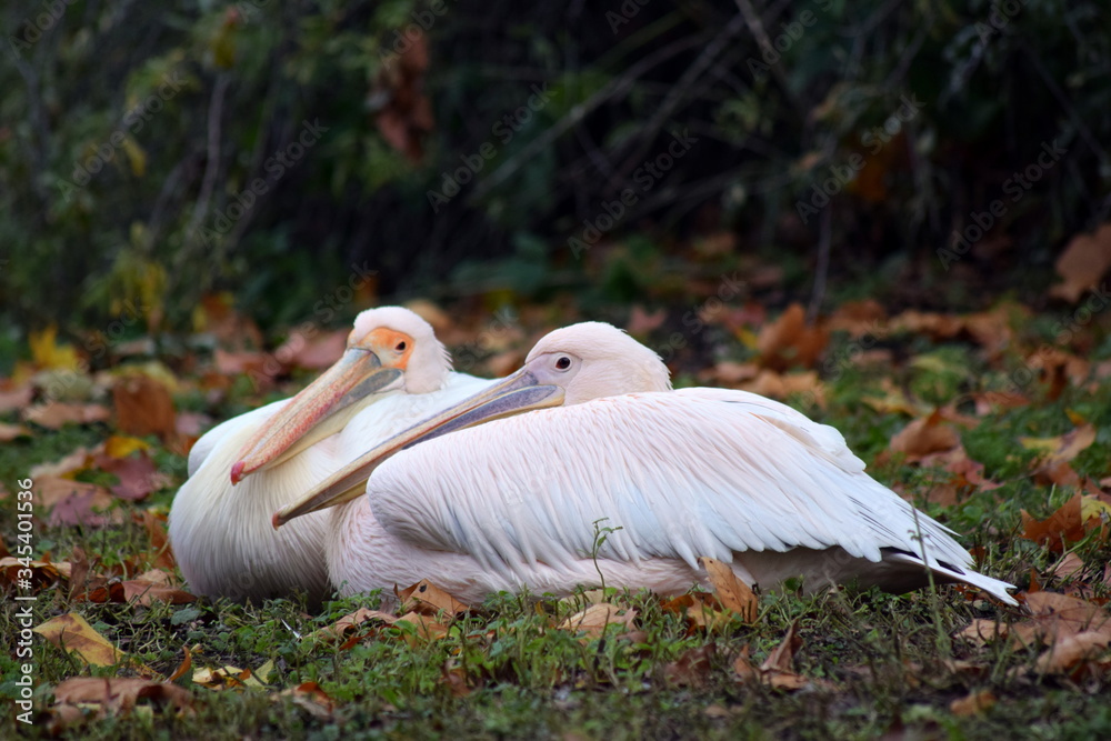 Pelicans in the grass