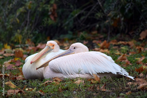 Pelicans in the grass photo