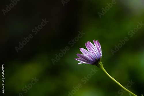 Drops of water on a purple chamomile after rain.  Close-up image of dew drops...