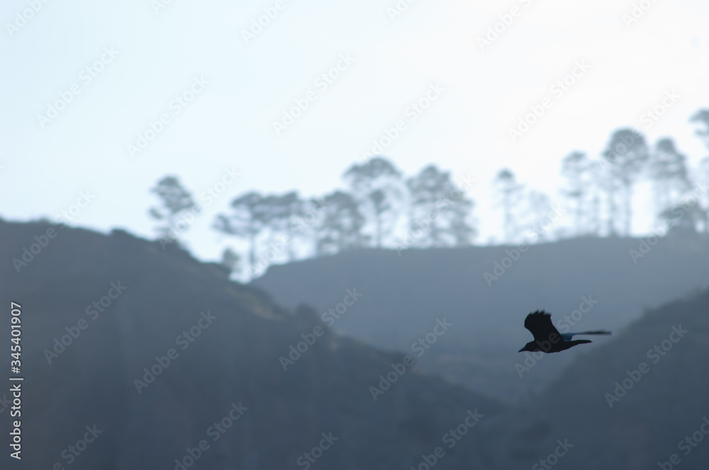 Canary Islands raven (Corvus corax canariensis) in flight. The Nublo Rural Park. Mogan. Gran Canaria. Canary Islands. Spain. Canary Islands raven (Corvus corax canariensis) in flight. The Nublo Rural Park. Mogan. Gran Canaria. Canary Islands. Spain.