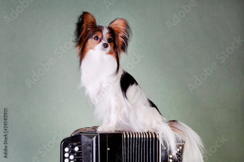 Papillon dog sitting on the button accordion